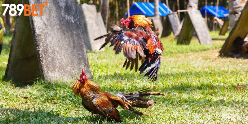 Hệ thống cửa cược với tỷ lệ trả thưởng khủng 