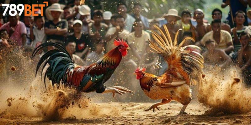 Đá gà Campuchia là loại hình chọi kê siêu hot 