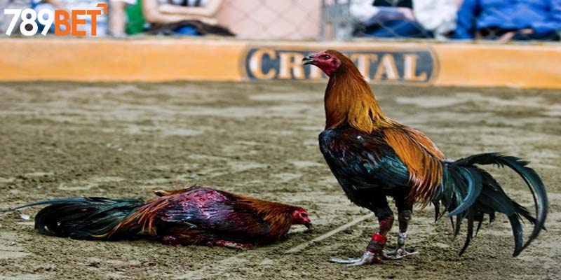Luật chơi đá gà cụ thể cho mọi người nắm rõ 
