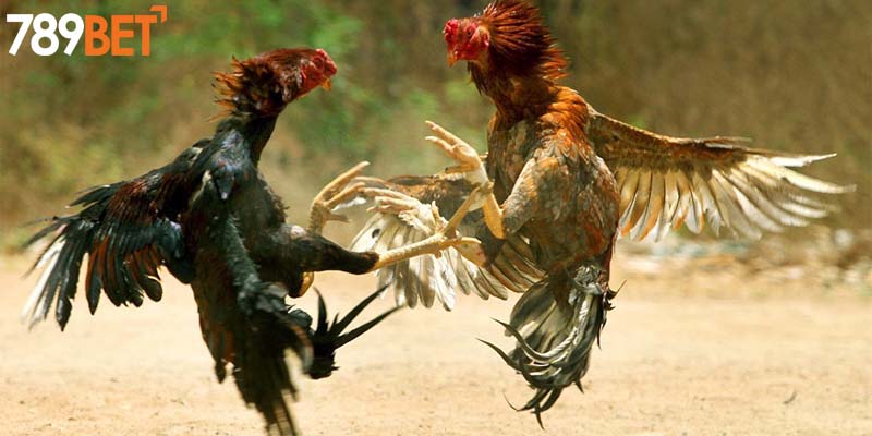 Tìm hiểu đôi nét căn bản về đá gà 789BET